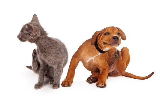 The Everything Guide to Fleas & Your Pet
