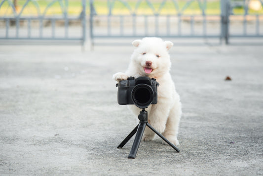 Pro Tips On How To Take Insta-worthy Pet Photos, Part 3 | Vet Organics