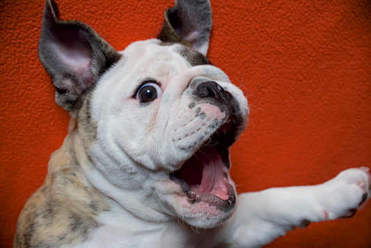 Are You Stressing Your Dog Out? | Vet Organics