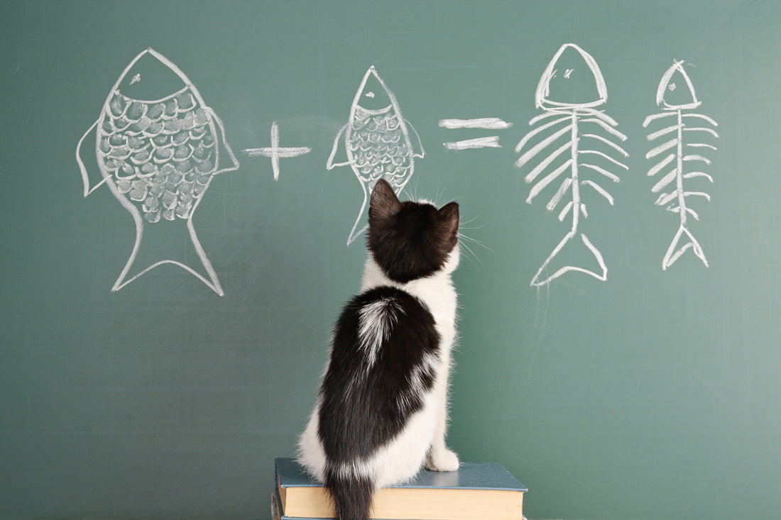 How Smart Is Your Cat?