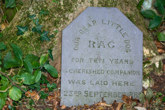 National Pet Memorial Day - It Doesn’t Have To Be Sad | Vet Organics