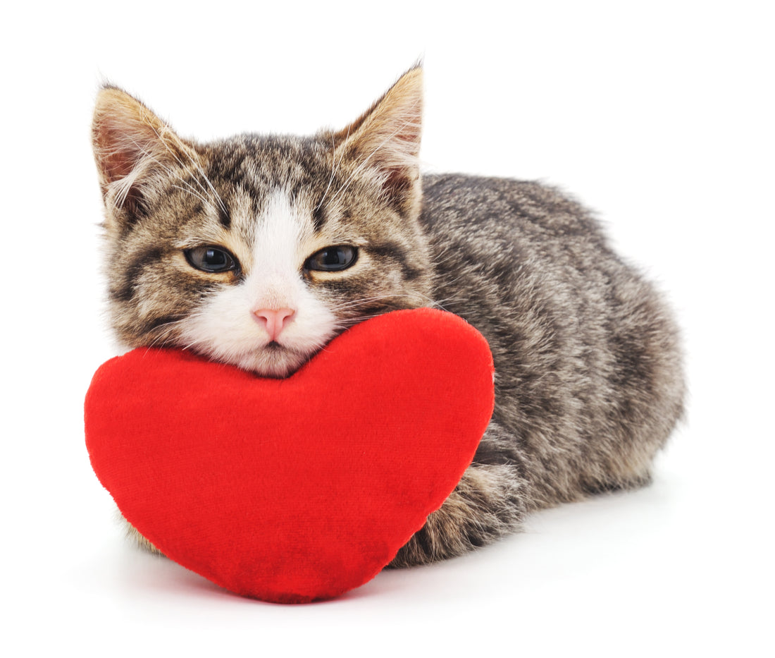 Do You Have A Bonded Cat Family? Part Two | Vet Organics