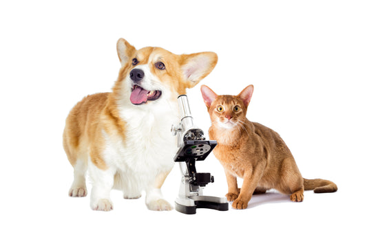 Pet Vaccine Primer: Concerns and Safety, Part Two | Vet Organics