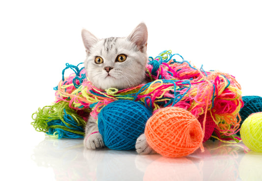 How Playtime Shapes a Cat's Life | Vet Organics