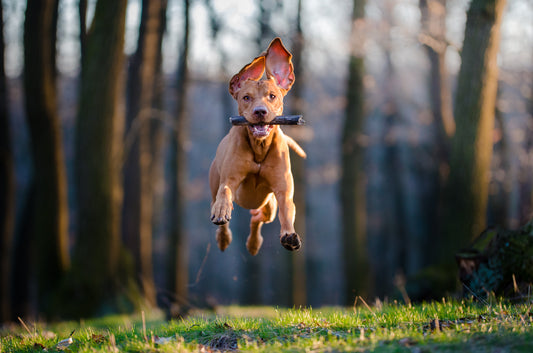 Exercise for Fido’s Size and Breed, Part One | Vet Organics