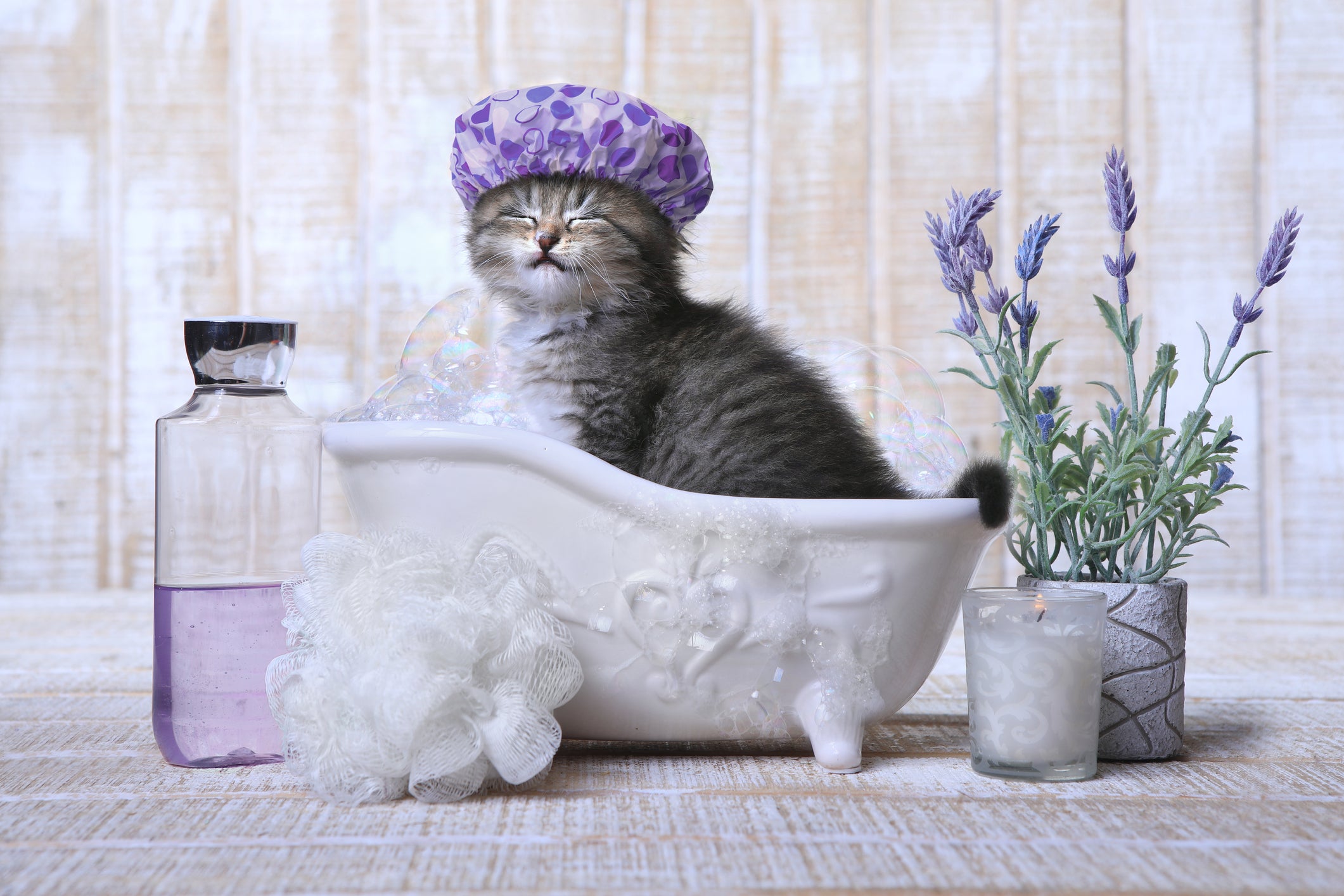 Do cats reallyDo cats really hate water? hate water? Vet Organics