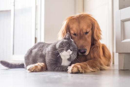 Animal Pain Awareness Month: Recognizing the Signs | Vet Organics
