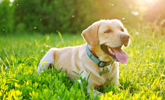 Mosquitoes are bad news for dogs, too | Vet Organics