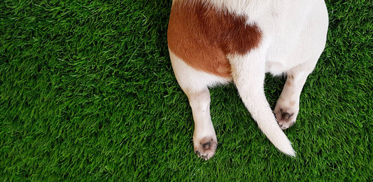 Why Do Dogs Wag Their Tails?