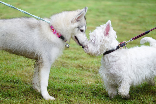 Dog Park Politics And Commandments | Vet Organics