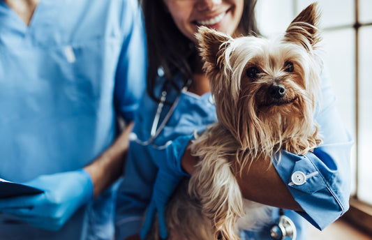 How to Choose the Right Veterinarian | Vet Organics