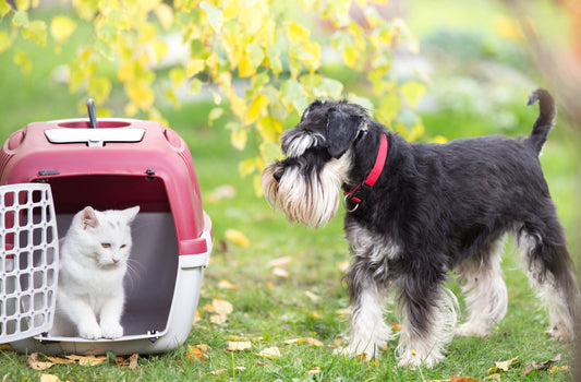 Navigating Air Travel with Dogs and Cats | Vet Organics