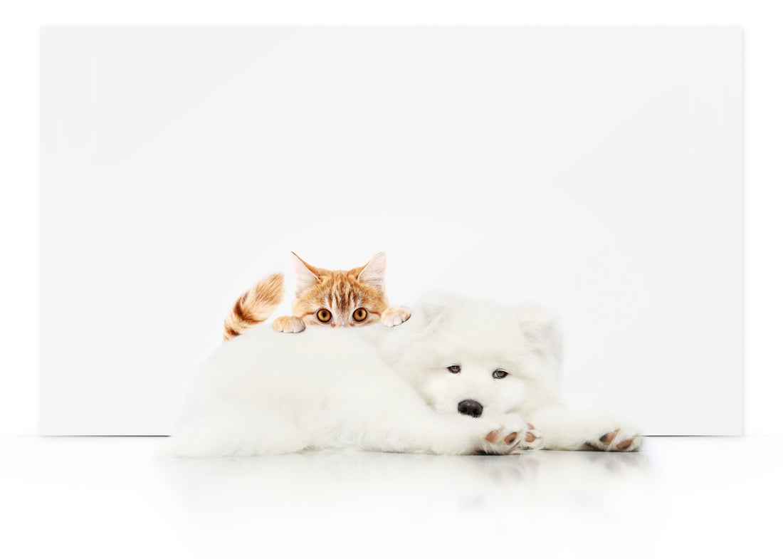 A Guardian’s Guide to Dermatophytosis (Ringworm) | Vet Organics