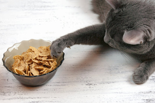 Digestive Problems in Cats And The Solutions Every Guardian Should Know | Vet Organics