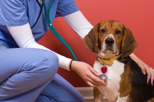 National Vet Tech Appreciation Week | Vet Organics