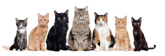 Top Cat Breeds for Families with Kids | Vet Organics