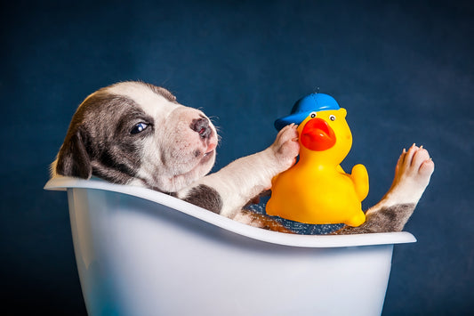 Pro Tips To Bathe Your Dog | Vet Organics