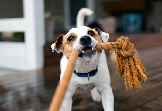 How Playtime Shapes a Dog’s Life | Vet Organics