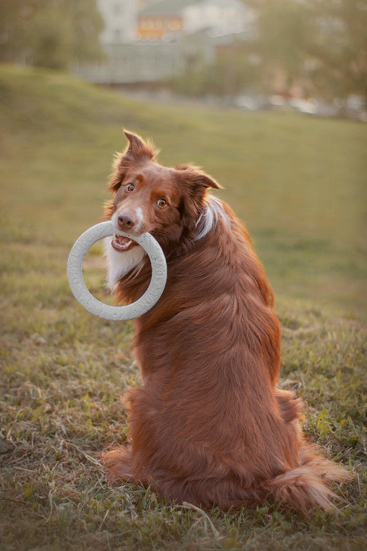 Why You Should Choose Eco-Friendly Dog Toys