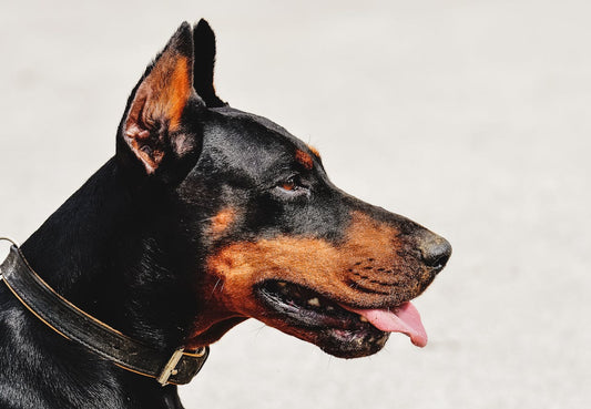 Causes and Preventions of Ear Infections in Doberman Pinschers