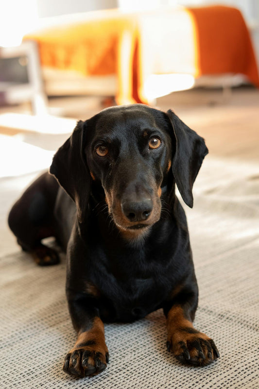 Ear Infection in Dachshunds: Essential Information for Owners