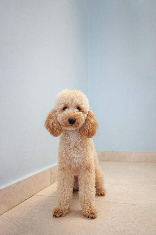 Symptoms, Causes, and Preventions of Ear Infections in Poodles