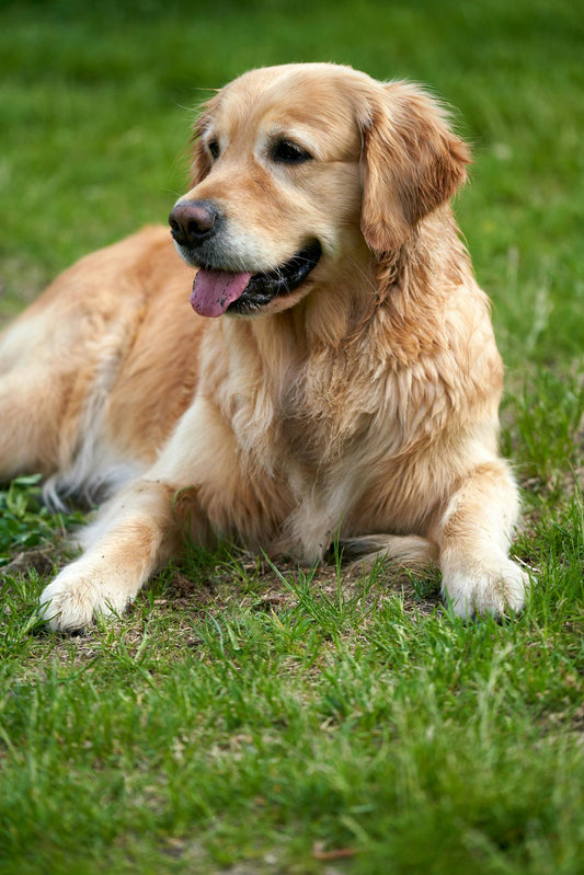 Causes and Preventions of Ear Infection in Golden Retrievers