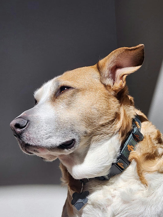 What Are Ear Mites and How Do They Affect Dogs?