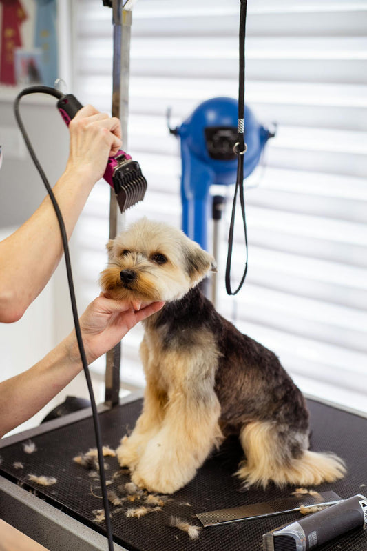 A Guide to Natural Pet Grooming Techniques