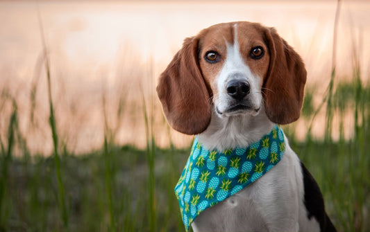Causes and Preventions of Ear Infections in Beagles