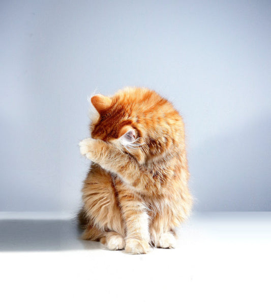 Why Choose Organic Tick Repellent for Your Cat