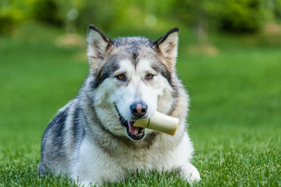 How Organic Pet Health Products Can Improve Your Pet's Wellbeing