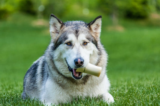 How Organic Pet Health Products Can Improve Your Pet's Wellbeing