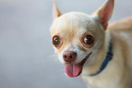 Understanding Ear Infections in Chihuahuas