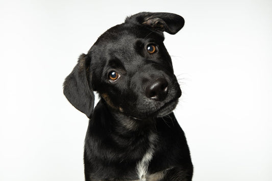 The Pros and Cons of Natural Flea Treatments for Dogs