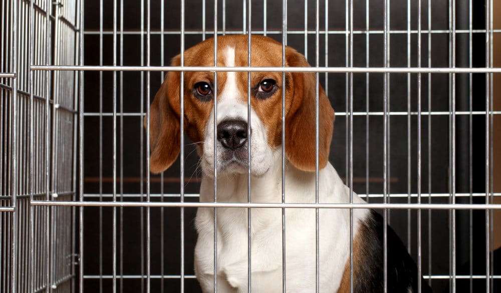 The Strengthening of Pet Protection Laws Vet Organics