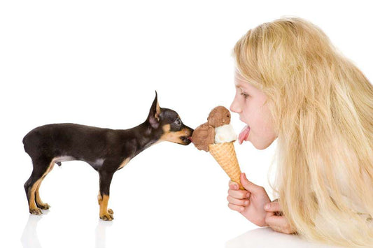 Ways to Spoil Your Pet