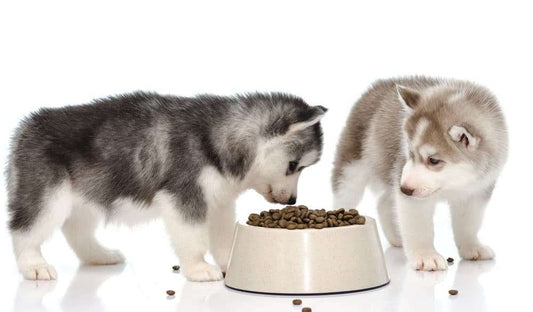 Purina Introduces Dog Energy Bar