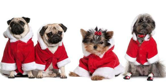 Winter Care Tips to Keep Your Dog Happy