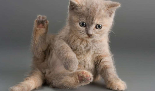 Cat Bites: A Hidden Danger