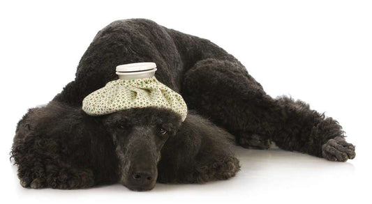 Top 5 Preventable Pet Illnesses