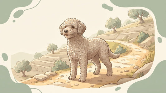 Beige Spanish Water Dog standing on an olive-grove hillside