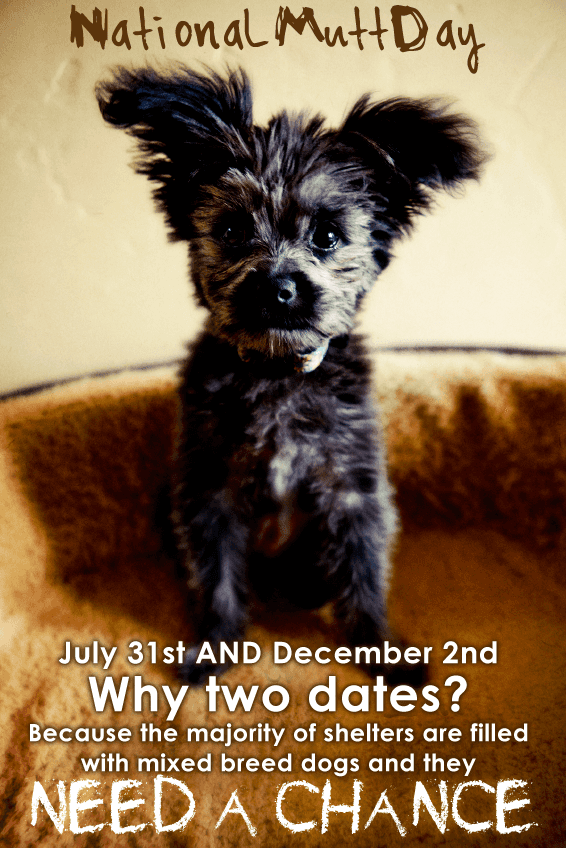 National mutt online day july 31