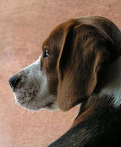 dog-image
