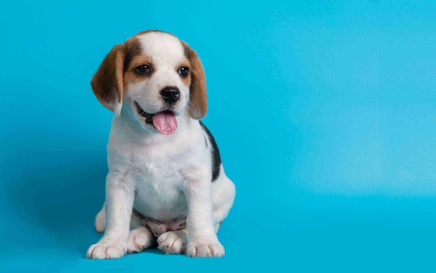 Causes of Anxiety in Dogs and Cats