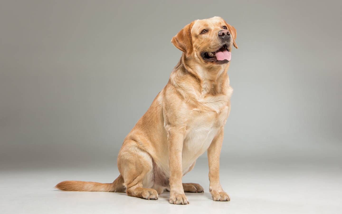 7 Life Hacks for a Happy Dog