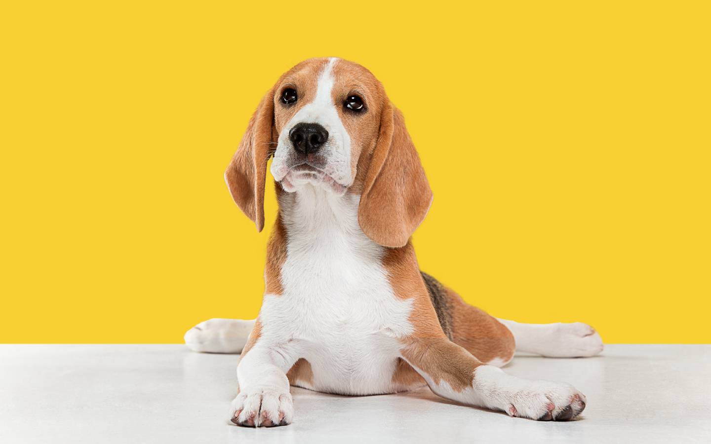 Comprehensive Guide on Dog Ear Infection