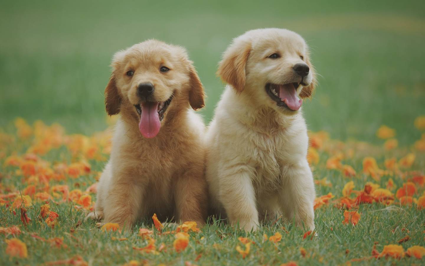 Natural Flea Control for Your Dog or Cat