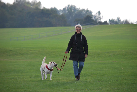Walking Your Dog: 10 Tips for an Enjoyable Stroll