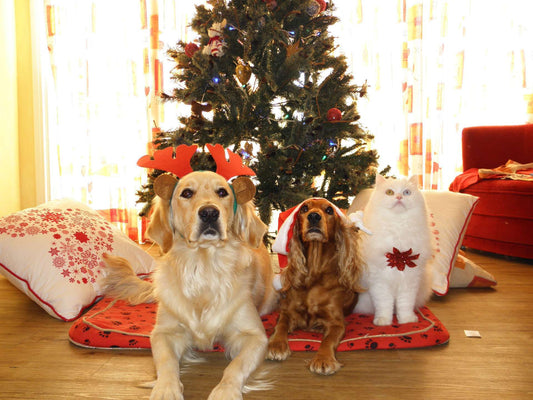Best Gifts for Dogs and Cats this Holiday Season